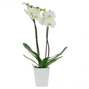 Орхидея в горшке "Светло-белая"